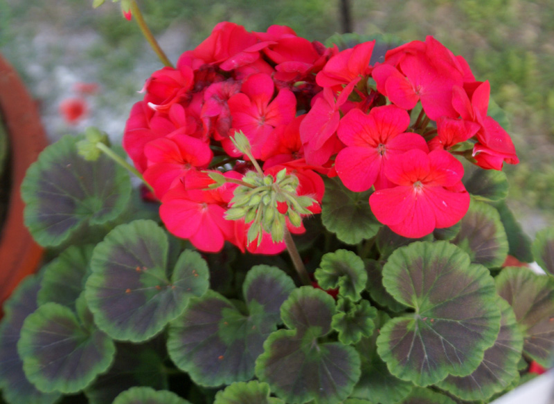 Pelargonium X Hortorum – EFlora Of India